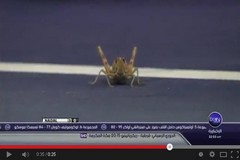 جرادة توقف مباراة تنس