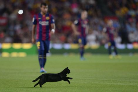قط أسود يقتحم لقاء برشلونة وإلتشي