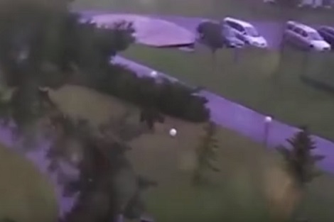 بالفيديو.. دب يظهر مهاراته في لعب كرة القدم